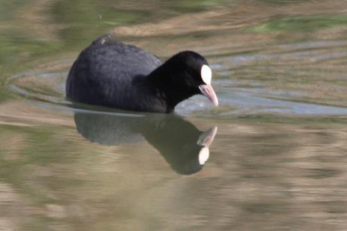 鳥ウォッチング　オオバン