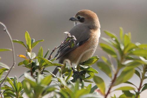 鳥ウォッチング