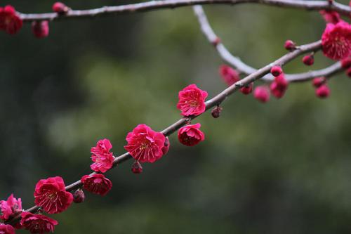 お花見”　河津桜＆梅