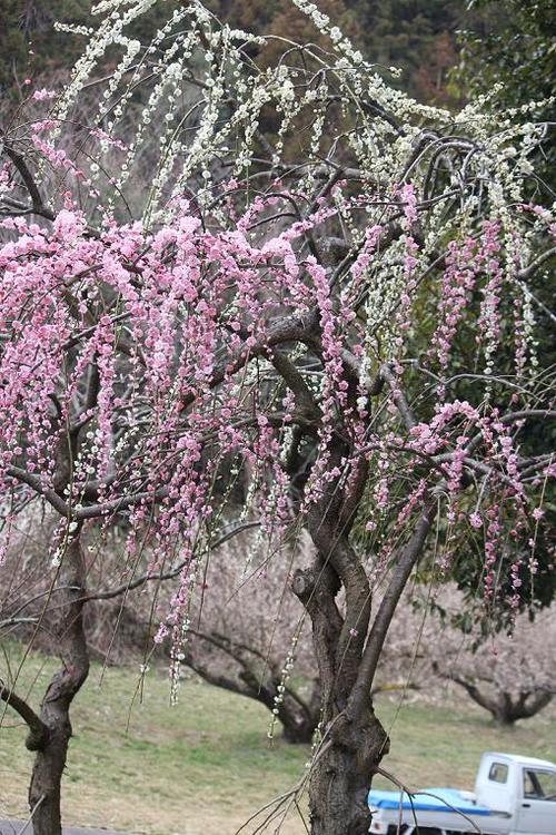 お花見”　河津桜＆梅