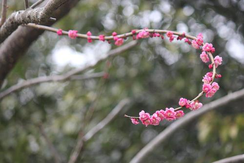 お花見”　河津桜＆梅