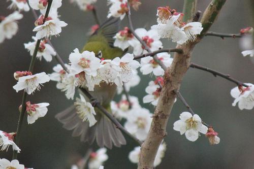 お花見”　河津桜＆梅