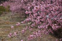 お花見”　河津桜＆梅 2014/03/13 21:36:42