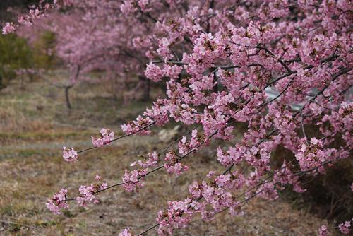 お花見”　河津桜＆梅