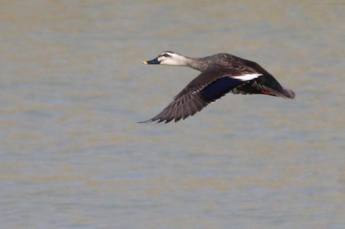 鳥ウォッチング