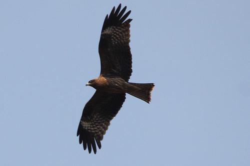 鳥ウォッチング