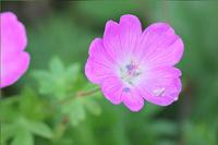 隣の花 2013/06/12 08:25:28