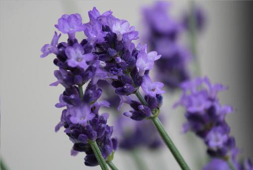 隣の花