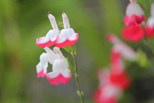 隣の花