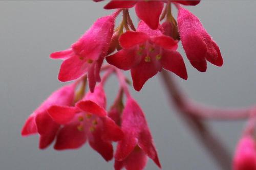 隣の花