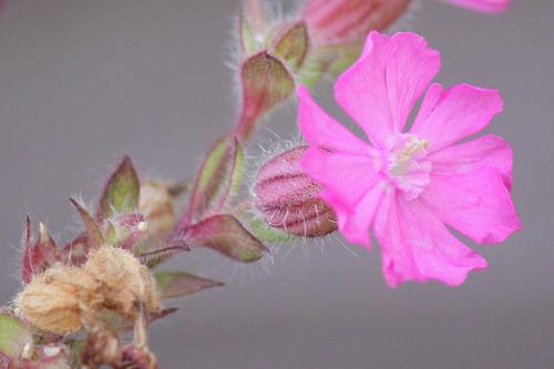 隣の花