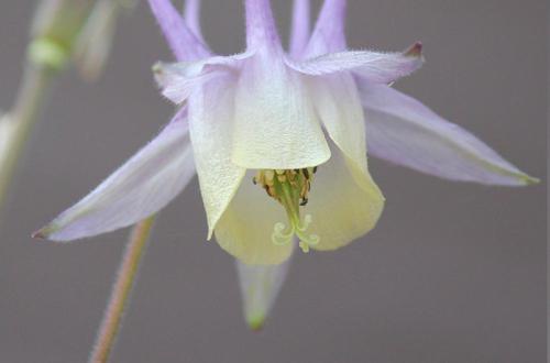 隣の花