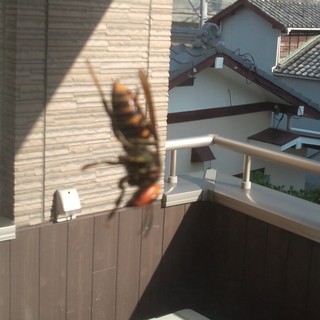 怖ろしい来客。。