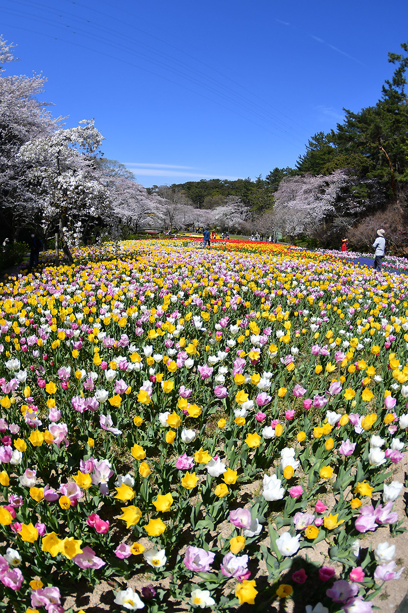 フラワーパーク！桜！