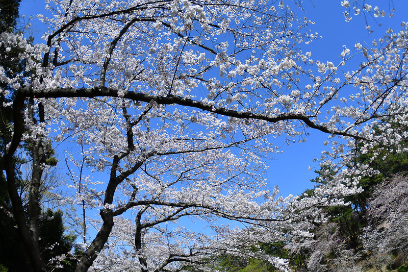 フラワーパーク！桜！