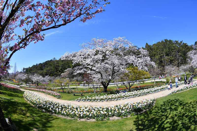 フラワーパーク！桜！