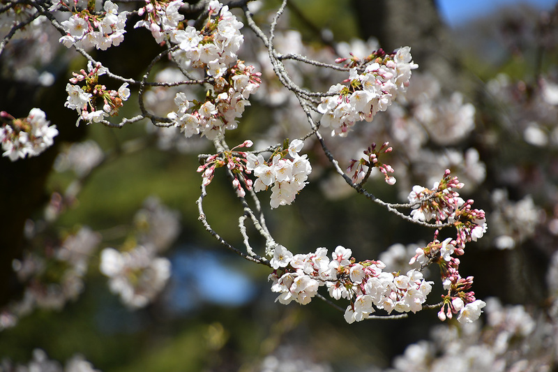 フラワーパーク！桜！