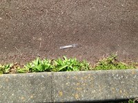 島田マラソンの忘れ物！？ 2012/10/30 18:48:17