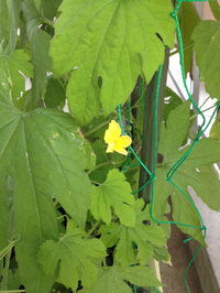 ゴーヤ開花！ 2014/06/16 16:12:14