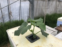水耕栽培　また、はじめました。