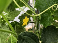 キュウリ花咲きました