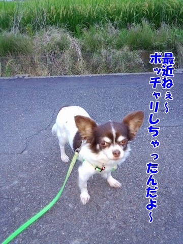 ぽぽぽぽぽぽちゃん！