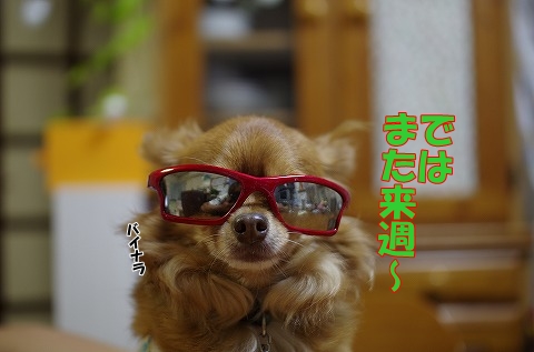 ピータン★マカロンの朝まで　わんわん