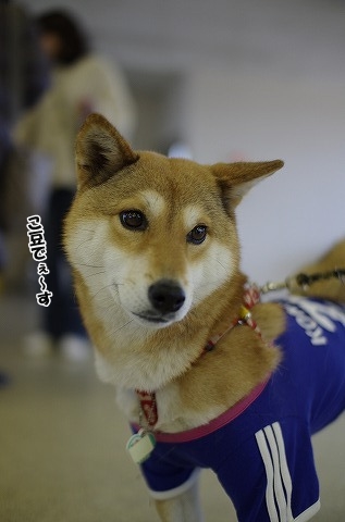 来場ワンちゃん！