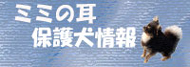 ミミの耳家族探しの会　ご報告