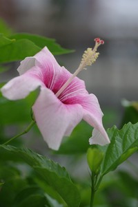 秋に咲く花