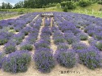 ☆富良野ワイン工場☆富良野