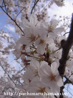 お花見日和♪