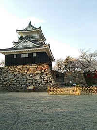 桜、満開～♪ 2014/04/02 00:03:33