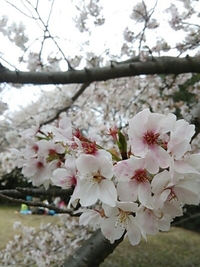 公園へお花見☆ 2014/04/04 23:48:16