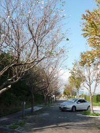 十月桜 2010/10/13 21:41:19
