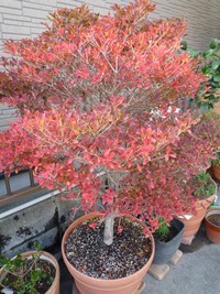 我が家の紅葉 2010/11/23 15:36:12