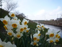 安間川の水仙 2011/01/16 15:00:05