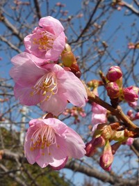 開花しました 2011/02/16 16:44:18