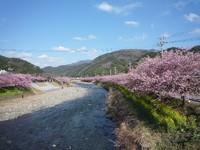 河津桜 2011/03/05 20:03:57