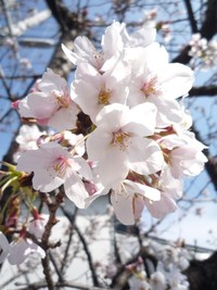 ソメイヨシノ 2011/04/01 22:06:30