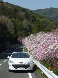 オレンジロードのしだれ桃 2011/04/05 17:58:32