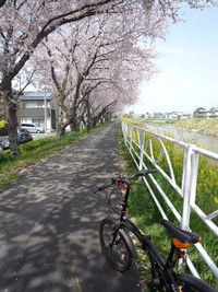 チャリで花見 2011/04/10 16:54:34