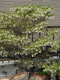 どうだんつつじ 2011/04/14 12:21:53