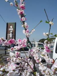 森の市 2011/04/13 11:39:32