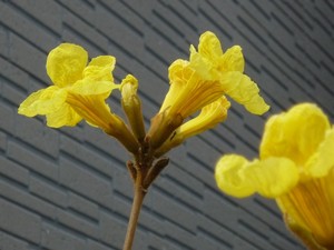 ブラジル国花「イペー」