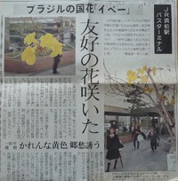 ブラジル国花「イペー」 2011/04/15 17:02:01