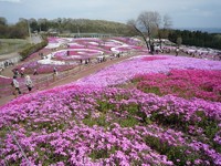 芝桜 2011/04/24 23:17:24