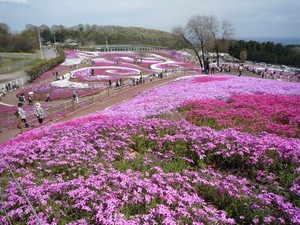 芝桜