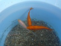 金魚が 2011/05/28 19:23:48