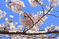 法多山でお花見♪